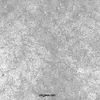 zlvb07