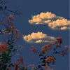 davithe_onlyone