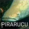 piranucu