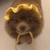 pomprincessdaisy