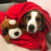 montythehound