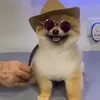 alocavidu999