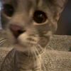 ilovemycousinscat