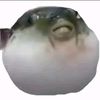 pufferfish._054