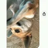 chipi.chip.chapa5