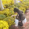 phạm duyên