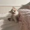 ti_2mp