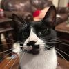 catsrcool95