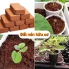 ĐẤT NÉN SƠ DỪA NÔNG NGHIỆP 4.0