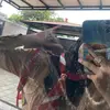 ayundalymdaaa