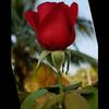 asma.akter0396