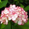 hanan.abdelfatah0