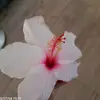 yasmineoueslati172