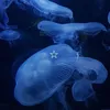 jellyfishhhhh08