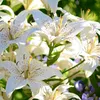 flor.blanca760