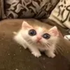 milky_kitten2010