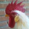 poli.el.gallo