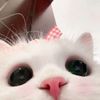 pppp29972