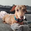 schmoobear9