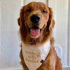 goldenboybunkie