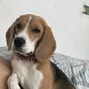 tobby.beagle3