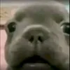 robertojesusbarro