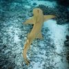 dumbest_sharky