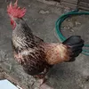 bombomlira56