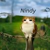 nindistreaks