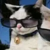 idkbutilikecatsyesmeow