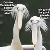 tiktoki9747