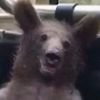 funybear