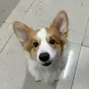 lokaltravelerdump