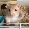 hamsterkombat_s
