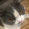 kakafake