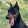 drogon.doberman