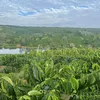 điểu thắng