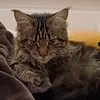 kusek_oli