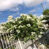 rositaongonion