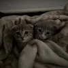 woltyra_95_
