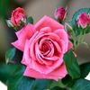 md..aminul.islam0969