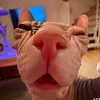 qwezy2.0