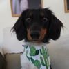 willie.the.ween