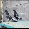 جناي ❤️التور ❤️والحمر