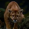 aurabeasts