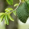naturehealshub