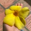 budolfinds_3
