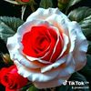 riskim7339