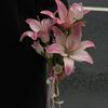 fa_55202