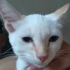 shuty_222